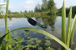 damsel and dragonflies
